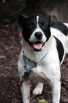 Mason-ADOPTED 07.31.13