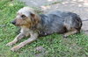 Miss Georgie - ADOPTED 08.25.13