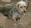 Miss Georgie - ADOPTED 08.25.13