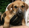 Wh Litter Miss Wallis - ADOPTED 07.09.13