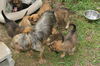 Wh Litter Miss Wallis - ADOPTED 07.09.13