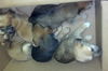 Wh Litter Miss Wallis - ADOPTED 07.09.13