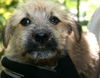 Wh Litter Miss Whytlei - ADOPTED 07.09.13