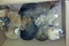 Wh Litter Miss Whytlei - ADOPTED 07.09.13