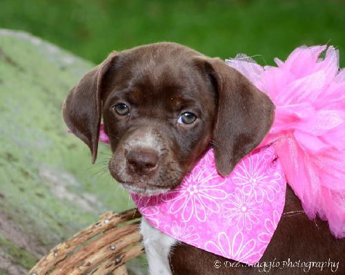 Zh Litter Lemon - ADOPTED 06.09.13
