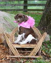 Zh Litter Lemon - ADOPTED 06.09.13