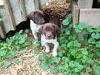 Zh Litter Pineapple - ADOPTED 06.13.13