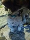 Zh Litter Pineapple - ADOPTED 06.13.13