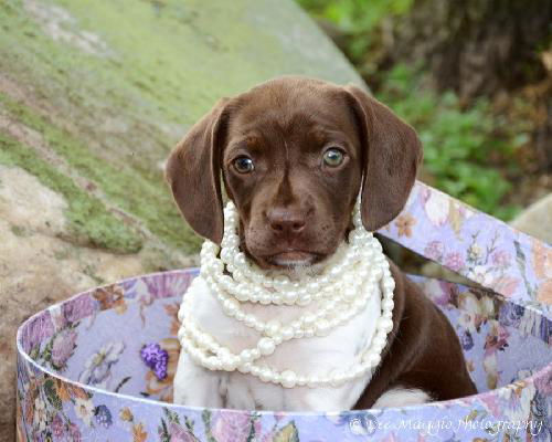 Zh Litter Cherry - ADOPTED 06.08.13