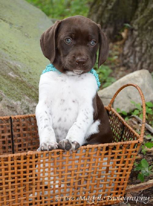Zh Litter Lime - ADOPTED 06.08.13
