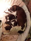 Zh Litter Diva (Mom) - ADOPTED 06.29.13
