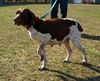 Zh Litter Diva (Mom) - ADOPTED 06.29.13