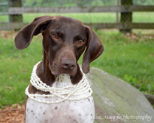 Zh Litter Diva (Mom) - ADOPTED 06.29.13