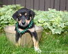 Xh Litter Trisha - ADOPTED 06.28.13