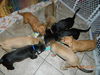 Bi Litter Noche - ADOPTED 07.20.13