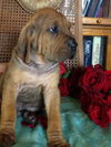 Yh Litter Duke - ADOPTED 07.02.13