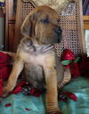 Yh Litter Duke - ADOPTED 07.02.13