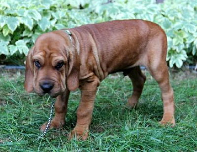 Yh Litter Duke - ADOPTED 07.02.13