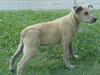 Dooley - ADOPTED 07.09.13