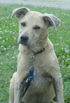 Dooley - ADOPTED 07.09.13