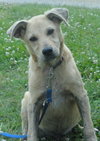 Dooley - ADOPTED 07.09.13