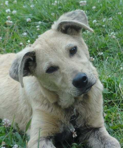 Dooley - ADOPTED 07.09.13