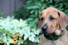 Yh Litter Schroeder - ADOPTED 07.10.13