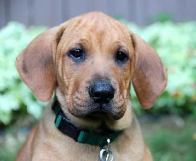 Yh Litter Schroeder - ADOPTED 07.10.13