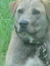 Rowdy-ADOPTED 07.19.13