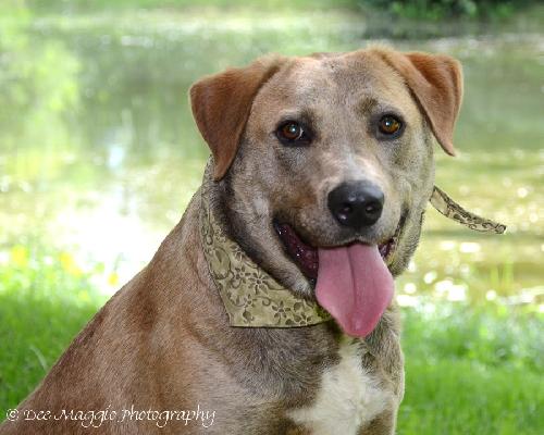 Rowdy-ADOPTED 07.19.13