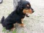 Humphrey Bogart-ADOPTED 07.14.13