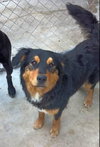 Humphrey Bogart-ADOPTED 07.14.13