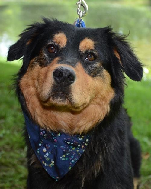 Humphrey Bogart-ADOPTED 07.14.13