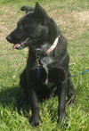 Diesel-ADOPTED 08.04.13