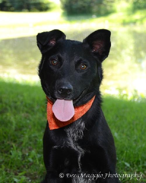 Diesel-ADOPTED 08.04.13
