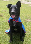 Diesel-ADOPTED 08.04.13