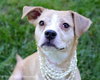 Polly - ADOPTED 10.06.13