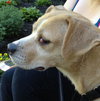 Polly - ADOPTED 10.06.13