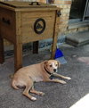 Polly - ADOPTED 10.06.13