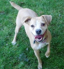 Polly - ADOPTED 10.06.13