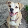 Polly - ADOPTED 10.06.13