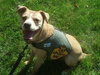 Polly - ADOPTED 10.06.13