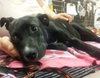 Nox-ADOPTED 07.04.13