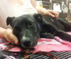 Nox-ADOPTED 07.04.13