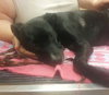 Nox-ADOPTED 07.04.13