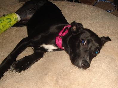 Nox-ADOPTED 07.04.13