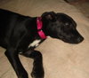 Nox-ADOPTED 07.04.13