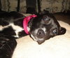 Nox-ADOPTED 07.04.13