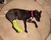 Nox-ADOPTED 07.04.13