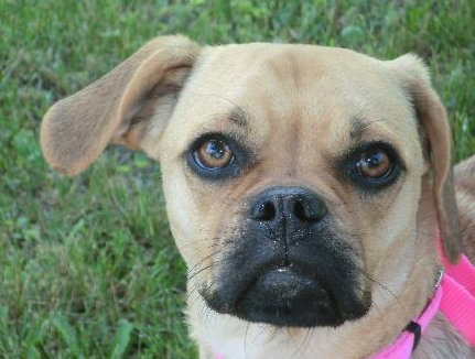 Penny-ADOPTED 07.13.13